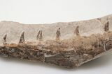 Fossil Mosasaur (Tethysaurus) Jaw Association - Asfla, Morocco #196686-2
